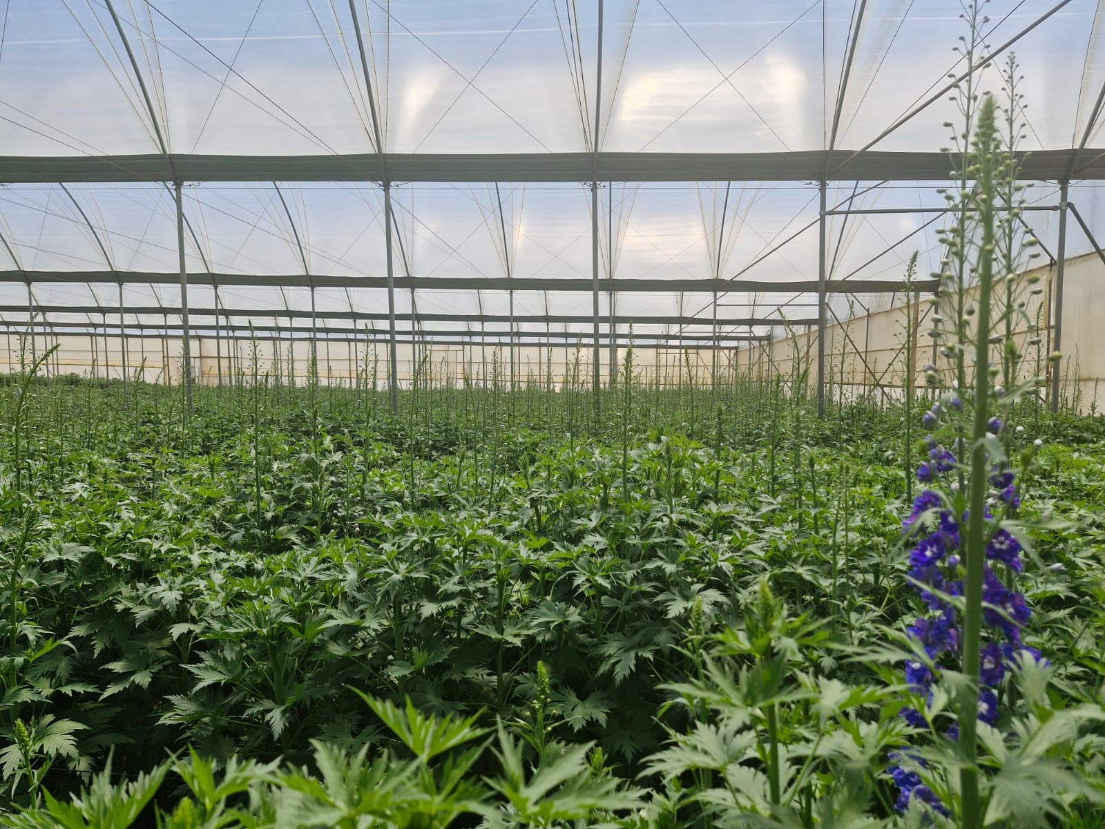 Greenhouse tunnel site development and installation